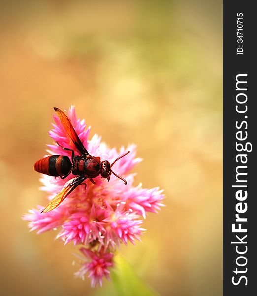 Honey Bee Pollinating Flowers In A Field Of Beautiful Flowers