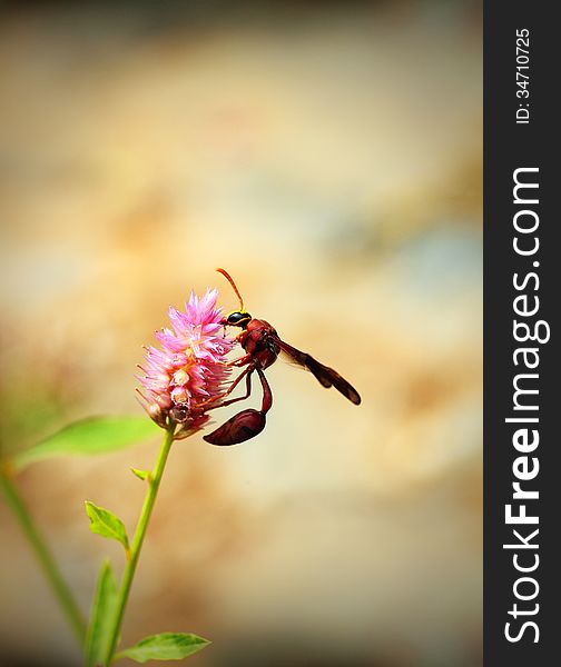 Brown wasp searching for nectar on a pink flower in a garden.