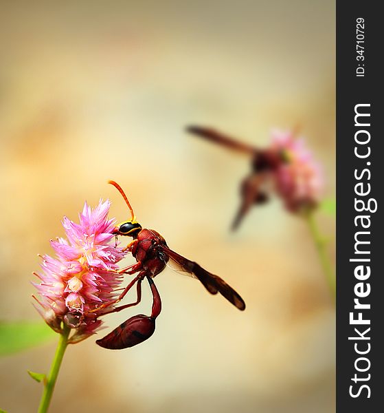 Brown wasps pollinating flowers in a field of beautiful flowers