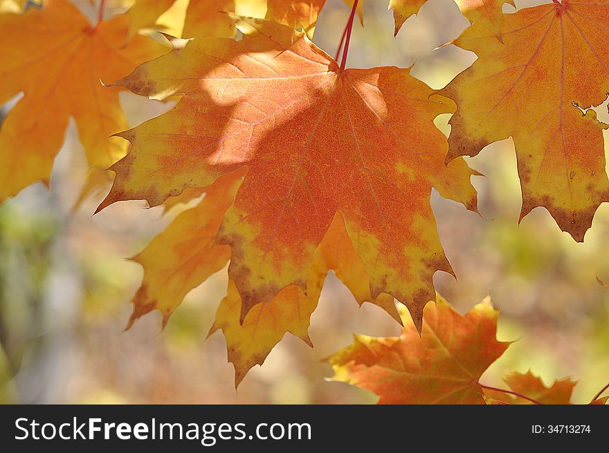 Autumn leaves, city of Orenburg, Southern Ural, Russia