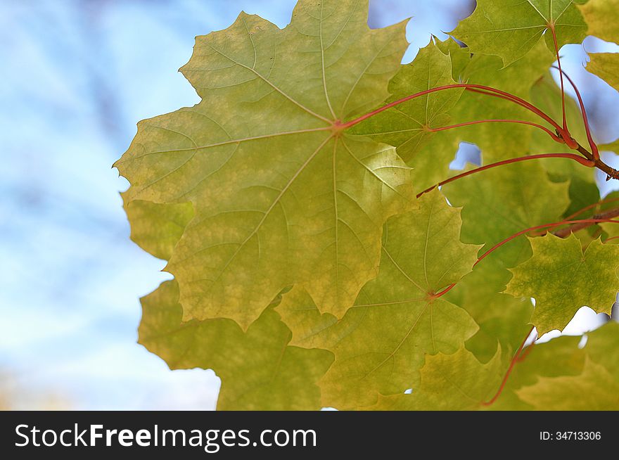 Autumn leaves, city of Orenburg, Southern Ural, Russia