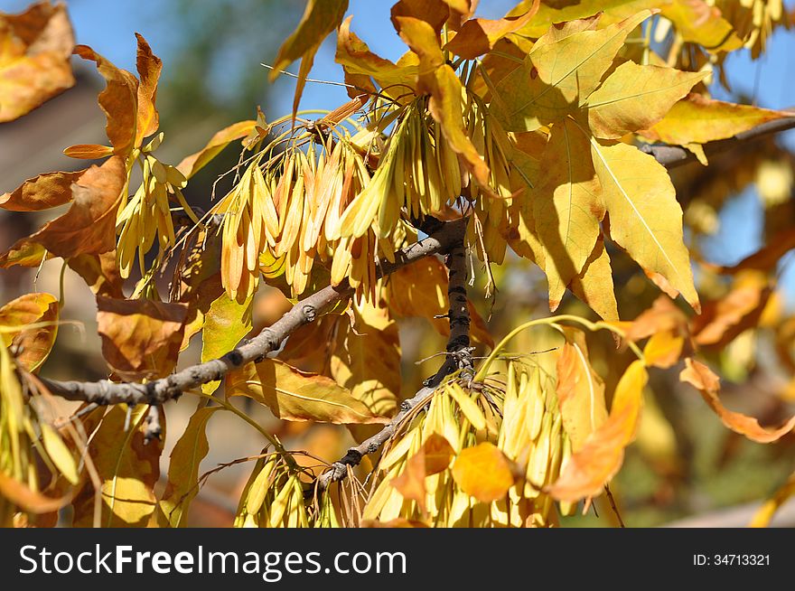 Autumn leaves, city of Orenburg, Southern Ural, Russia