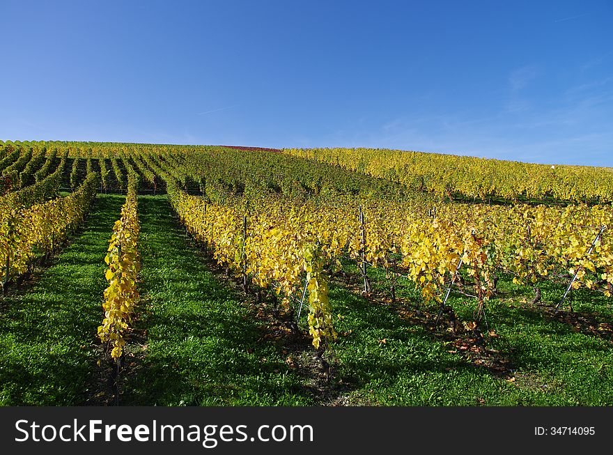 Farmland rural landscape with rows of wine grapes, Geneva canton, Switzerland