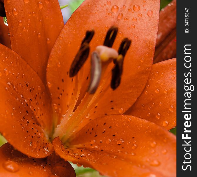 Orange liiya with rain drops on petals. Orange liiya with rain drops on petals