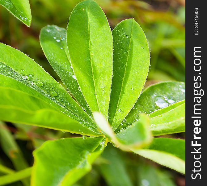 Leaf lupine flower after rain. Leaf lupine flower after rain