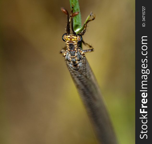 Details of the eyes of a dragonfly. insect perched on the ground. Details of the eyes of a dragonfly. insect perched on the ground.