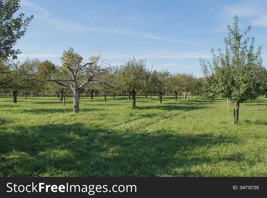 Apples farm apples ready to colecte ,sunny day and blue sky