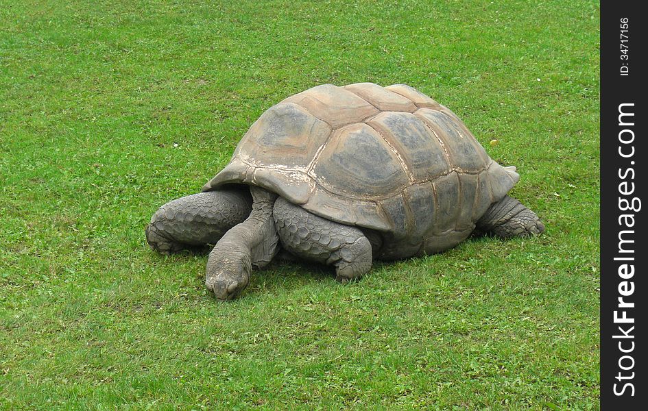 Turtle on the green grass