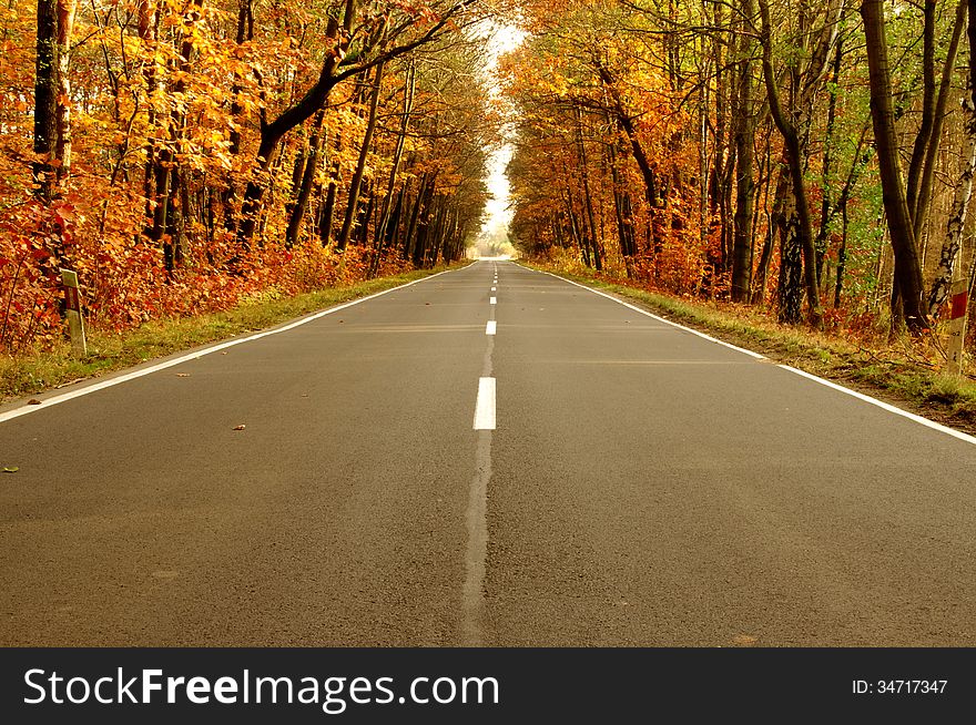 The photograph shows the road leading through the forest. It is autumn, the branches of trees left few dry leaves. The photograph shows the road leading through the forest. It is autumn, the branches of trees left few dry leaves.