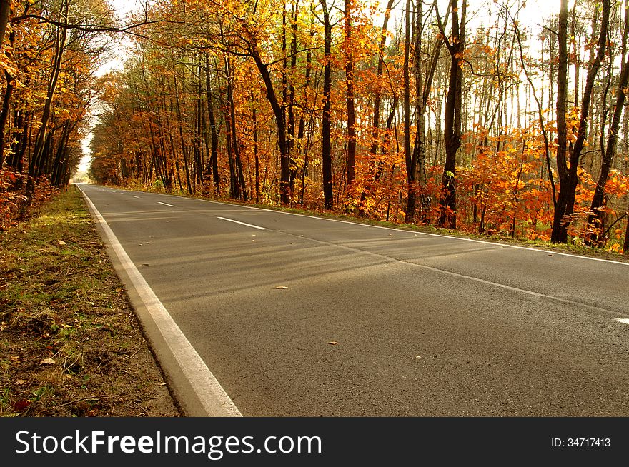 The photograph shows the road leading through the forest. It is autumn, the branches of trees left few dry leaves. The photograph shows the road leading through the forest. It is autumn, the branches of trees left few dry leaves.