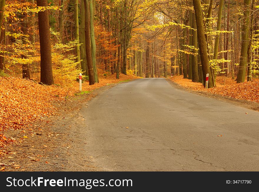 The photograph shows the road leading through the deciduous forest. On both sides of the road and tall trees. It is autumn, the branches of the trees remain scarce, dry leaves, the ground is covered with a thick layer of fallen leaves. The photograph shows the road leading through the deciduous forest. On both sides of the road and tall trees. It is autumn, the branches of the trees remain scarce, dry leaves, the ground is covered with a thick layer of fallen leaves.