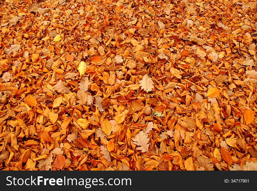 The photograph shows a layer of fallen, dry, brown leaves lying on the ground. The photograph shows a layer of fallen, dry, brown leaves lying on the ground.