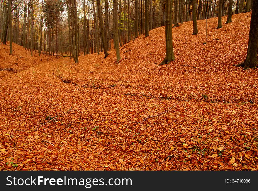 Photography is a deciduous beech forest in autumn. The branches of the trees remaining few, yellow and brown leaves. Covered by a thick layer of earth brown, dry leaves.