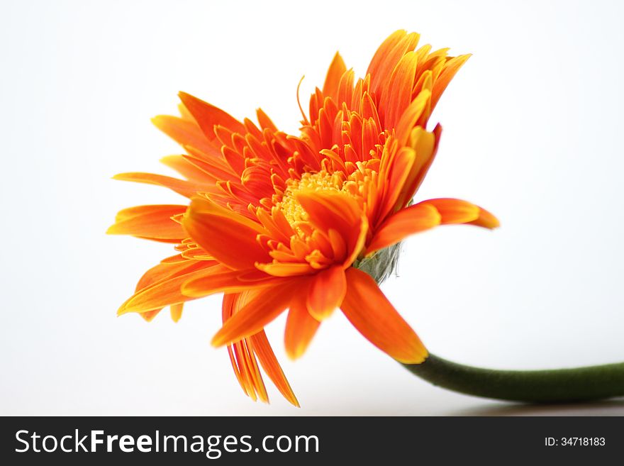 A Orange gerbera flower closeup background