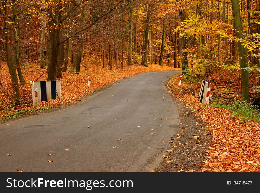 The photograph shows the road leading through the deciduous beech forest. The trees are yellow and brown leaves. The earth is covered with a layer of dry leaves. The photograph shows the road leading through the deciduous beech forest. The trees are yellow and brown leaves. The earth is covered with a layer of dry leaves.