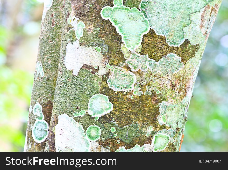 Trunk of an old tree covered with a lichen at a forest path