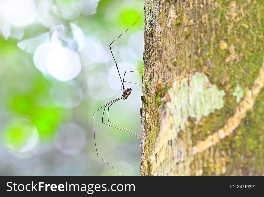 Harvestman Spider Or Daddy Longlegs