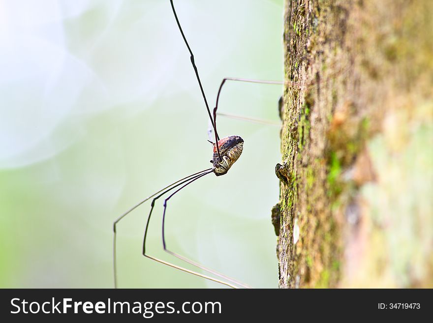 Harvestman Spider Or Daddy Longlegs