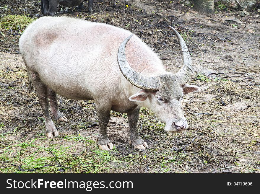 White buffalo with big horn of Thailand