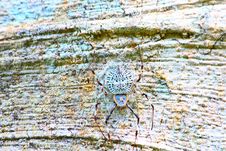 White Spider Stock Photos