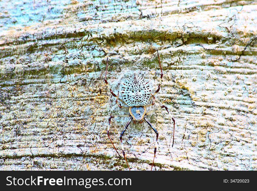 White spider is staying in web on tree