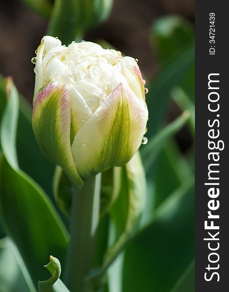 One white and wet tulip flower