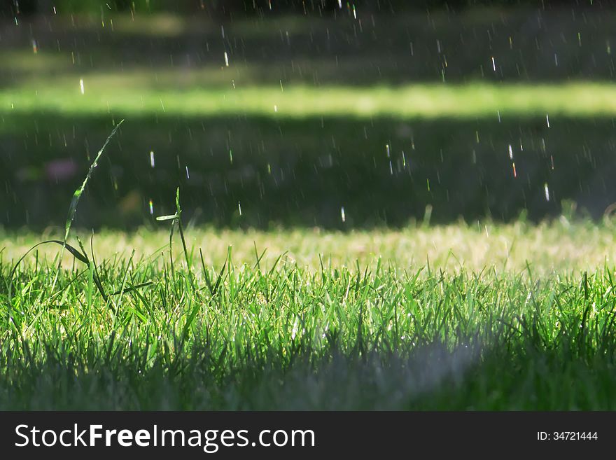 Water drops falling on green grass