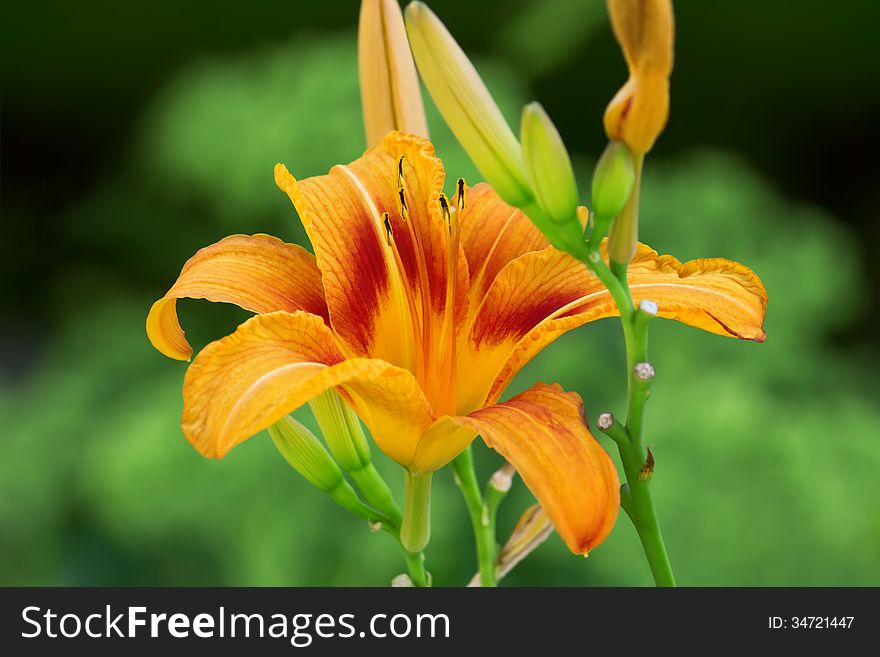 Orange lily over green background