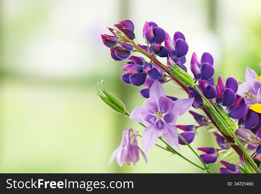 Violet flowers over beautiful green background