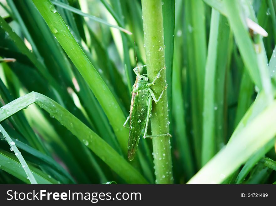 Green grasshopper on wet grass