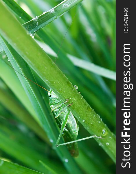 Green grasshopper on wet grass