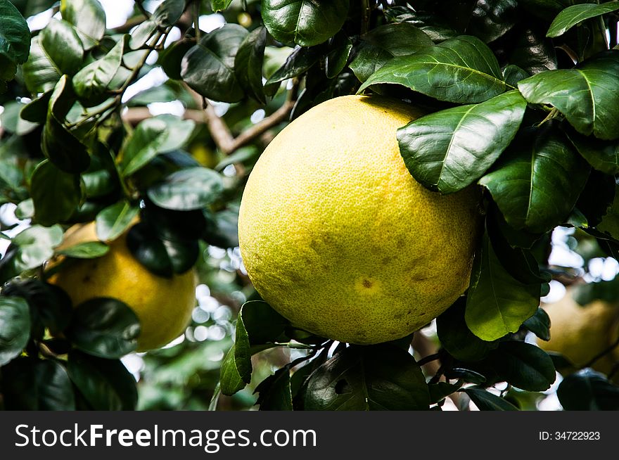 Grapefruit in chemical free garden