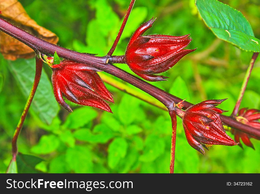 Roselle Fruits On Tree In Garden