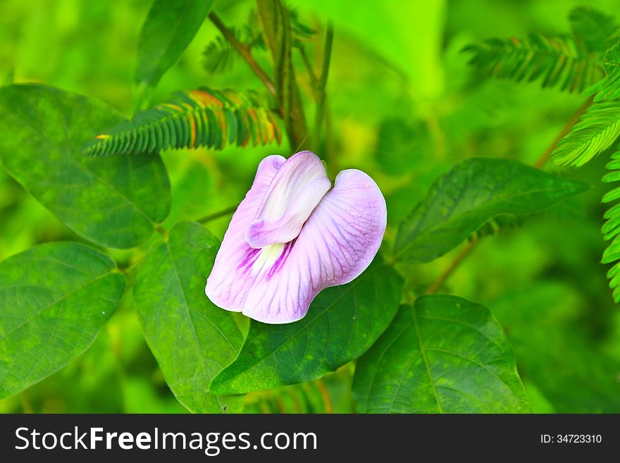 Pea flower or butterfly pea, flora in nature