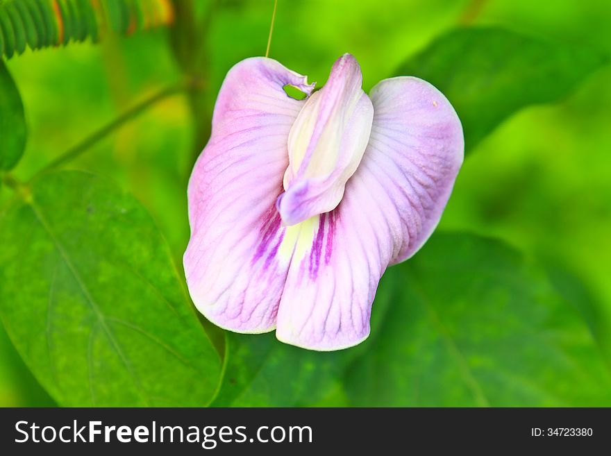 Pea flower or butterfly pea