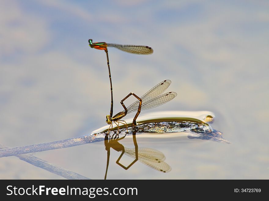 Damselflies breeding on branch