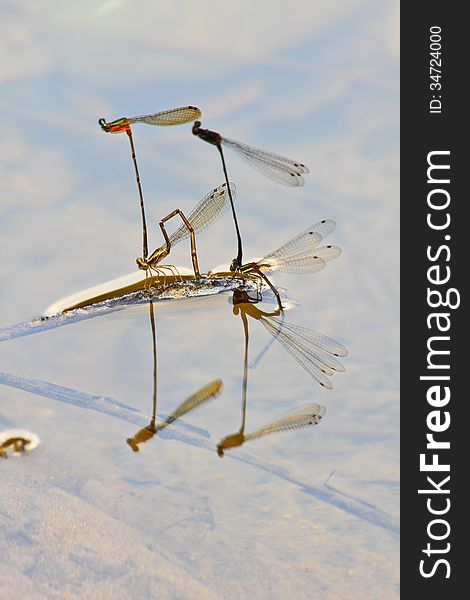 Mating damselflies breeding on branch over river