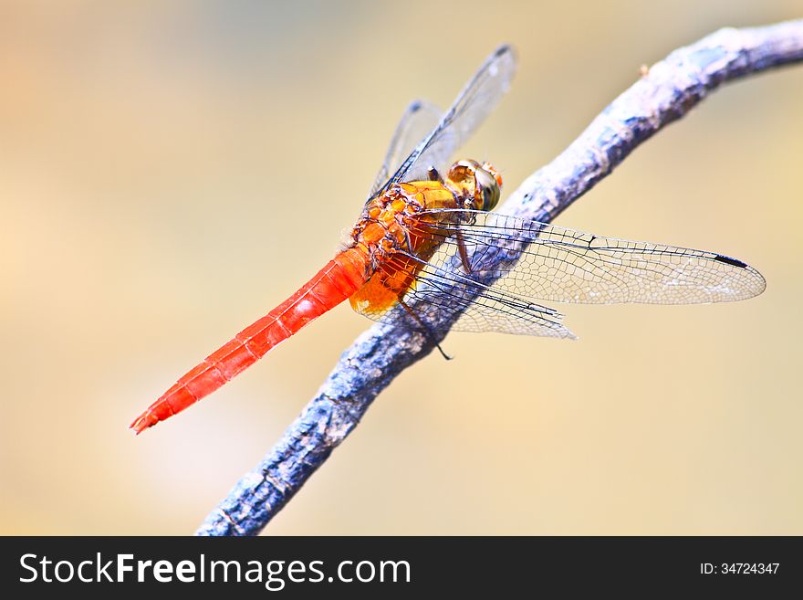 Red Dragonfly On Tree Branch