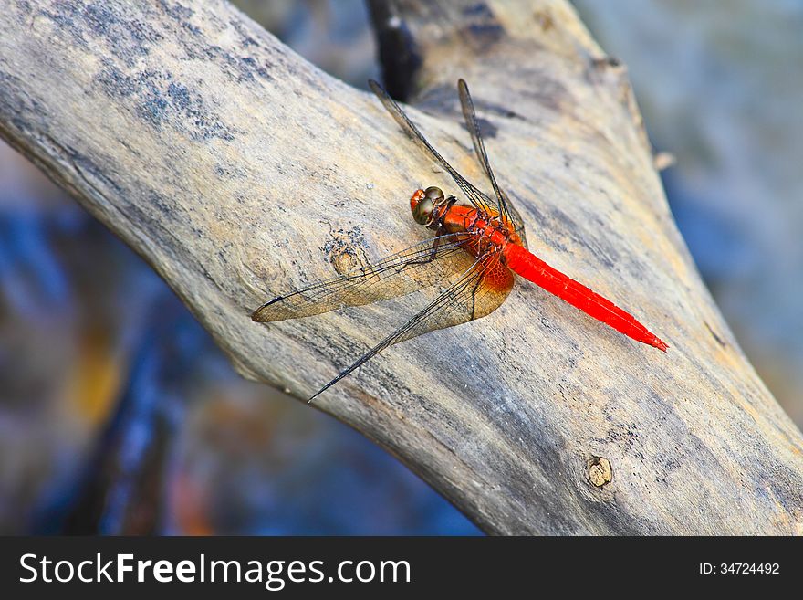 Red dragonfly on tree branch