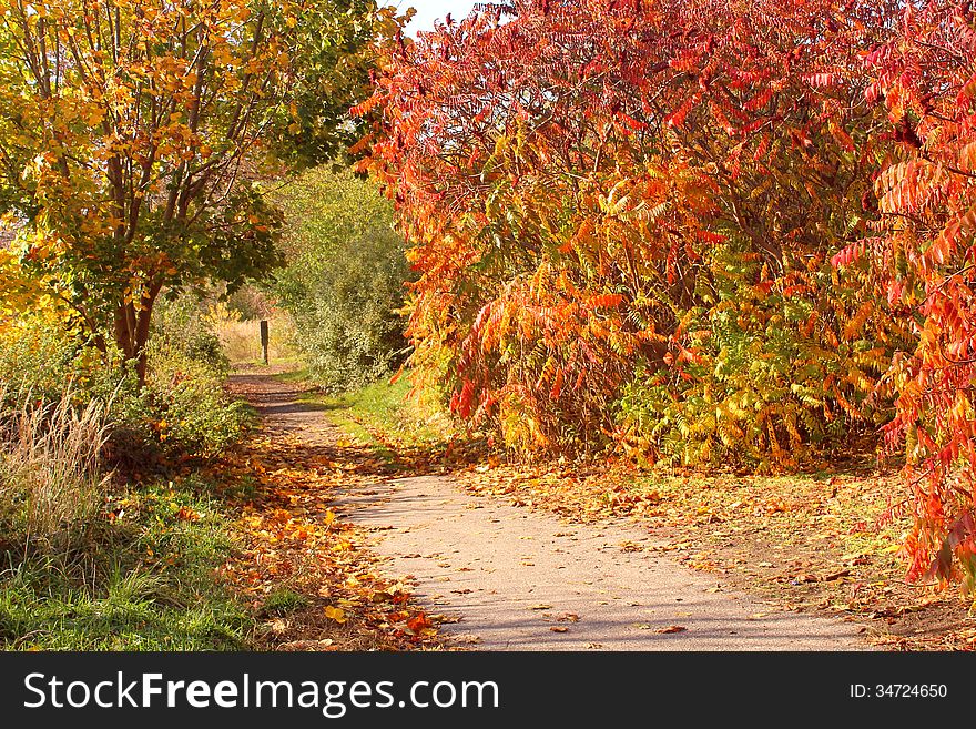 Road in the park autumn season in the light of the midday sun. Road in the park autumn season in the light of the midday sun.