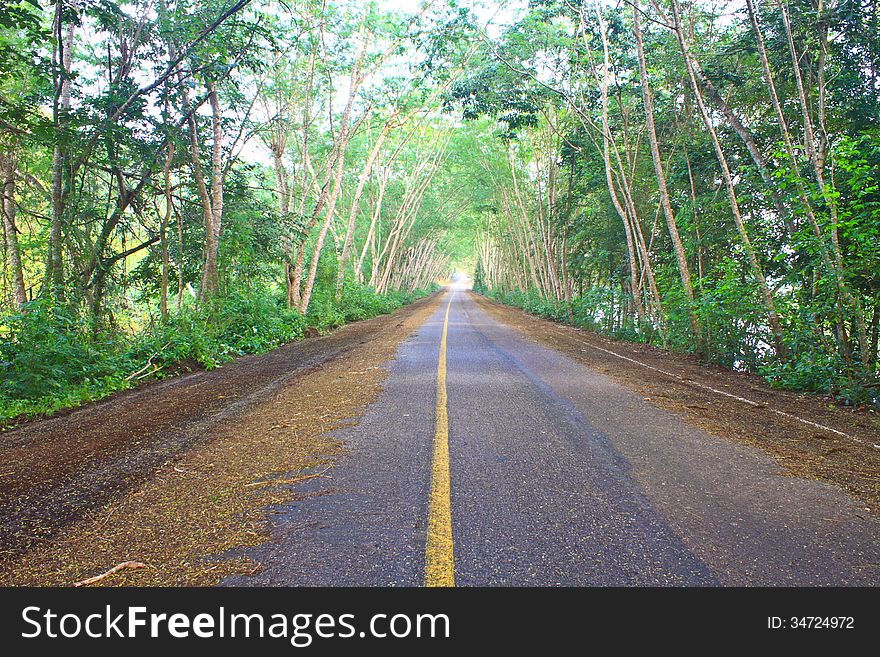 Road under green tree tunnel in park