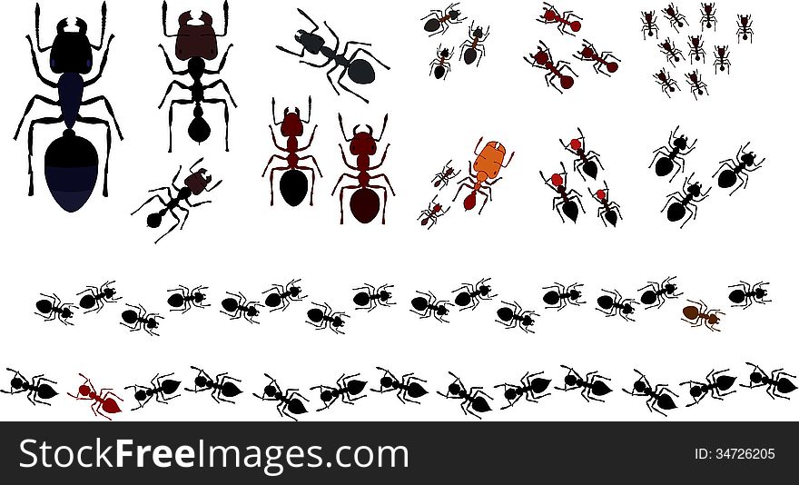 From left to right: Camponotus, Messor (Mayor and Minor), serviformica Fusca ;Raptiformica Sanguinea , Polyergus , Lasiodes , Pheidole , Myrmica , Crematogaster , Tetramorium ; Dendrolasius. Below :line of Dendrolasius and Crematogaster. From left to right: Camponotus, Messor (Mayor and Minor), serviformica Fusca ;Raptiformica Sanguinea , Polyergus , Lasiodes , Pheidole , Myrmica , Crematogaster , Tetramorium ; Dendrolasius. Below :line of Dendrolasius and Crematogaster