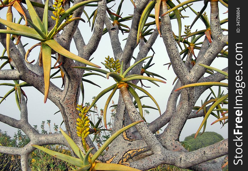A look through the branches of a desert aloe at thick mornng mist that has covered a hill and nearby buildings - Botanical gardens, Worcester - Western Cape, SA. A look through the branches of a desert aloe at thick mornng mist that has covered a hill and nearby buildings - Botanical gardens, Worcester - Western Cape, SA