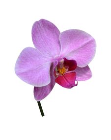 Orchids Isolated Stock Photos Orchids Isolated Stock Photos