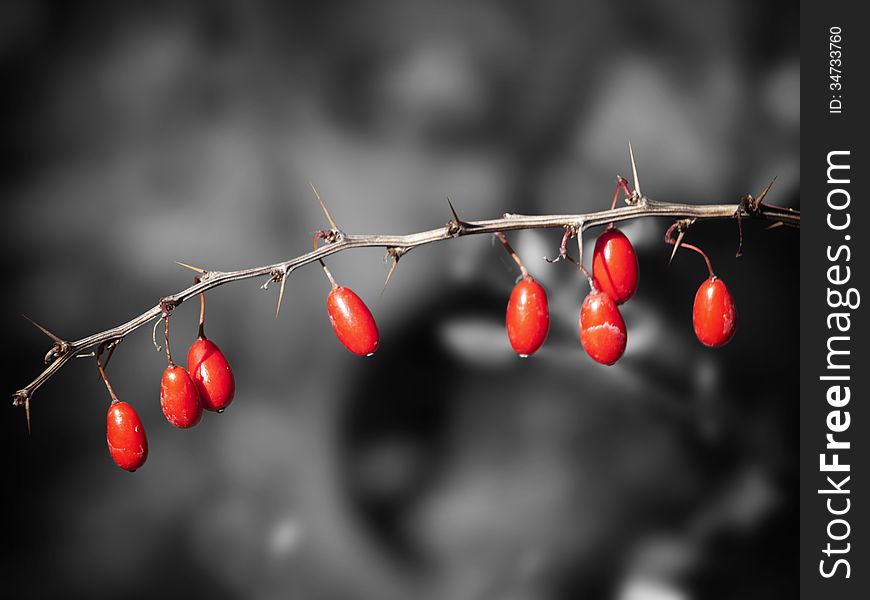 Contrast Red Barberry Over Desaturated Background