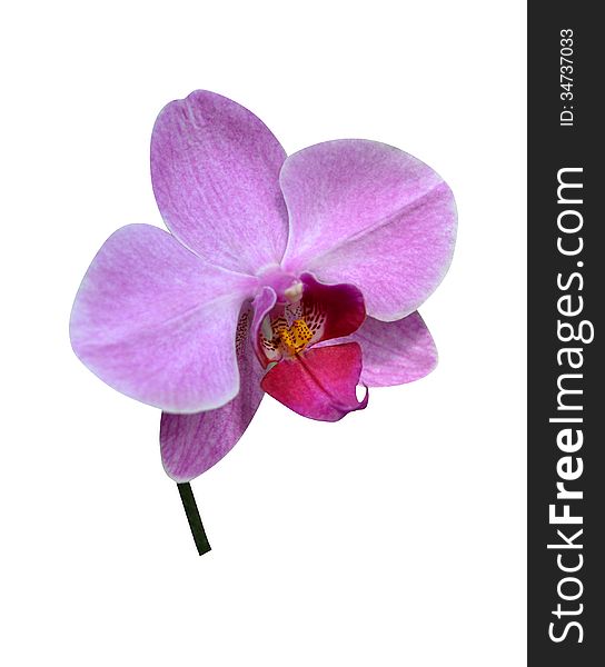 Orchids isolated isolated tropical synopsis