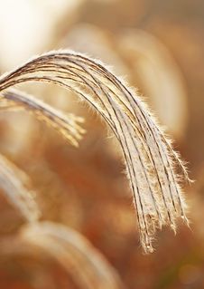 Free Reeds In The Chinese Yellow River Estuary Wetland Royalty Free Stock Images - 34741539