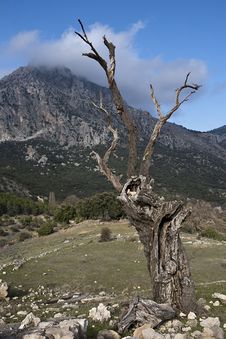Dry Tree In The Mountains Of The Sierra South Of Jaen Royalty Free Stock Photo Dry Tree In The Mountains Of The Sierra South Of Jaen Royalty Free Stock Photo