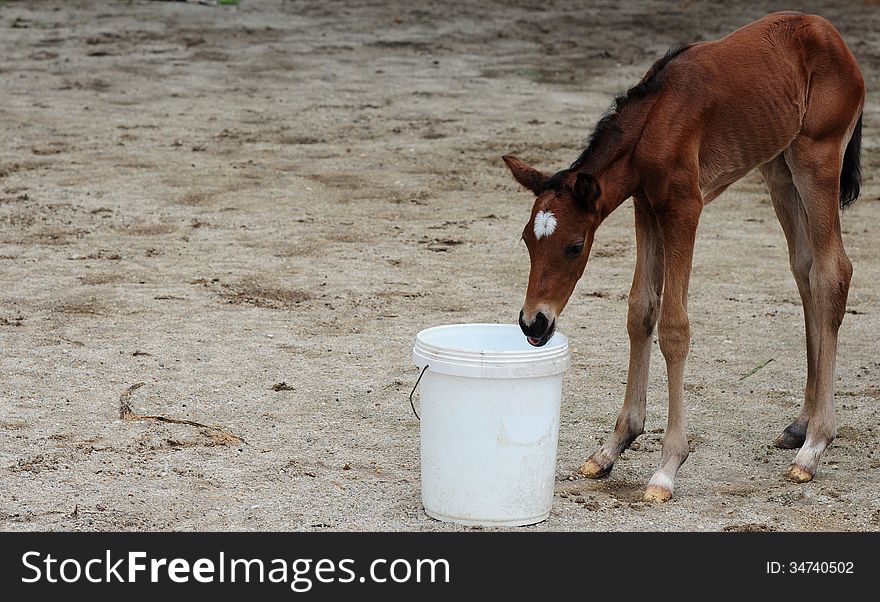 A new born Colt with beautiful face and strong legs drinking water.