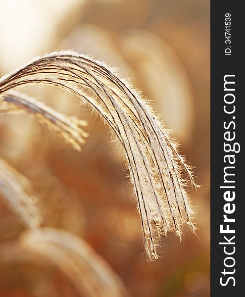 Reeds In The Chinese Yellow River Estuary Wetland